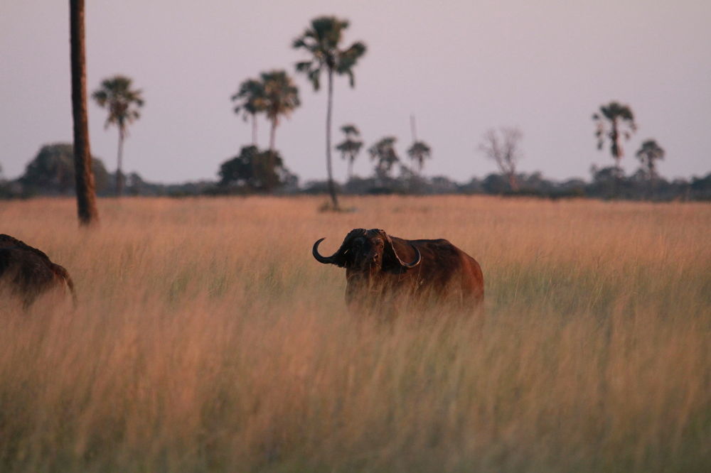 فندق Deteفي  The Hide Safari Camp المظهر الخارجي الصورة