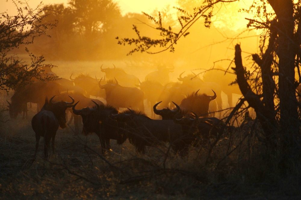 فندق Deteفي  The Hide Safari Camp المظهر الخارجي الصورة